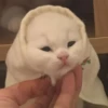 Meow 7
