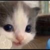 Kucing berbagai Rasa 6