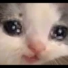 Kucing berbagai Rasa 7