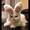 AniMaLs 10