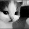 Kucing berbagai Rasa 8
