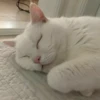 Meow 8