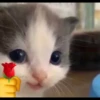 Kucing berbagai Rasa 9