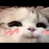 kucing gemoy 7