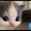 Kucing berbagai Rasa 10