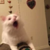 Meow 9