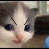Kucing berbagai Rasa 11