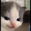 Kucing berbagai Rasa 12