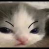Kucing berbagai Rasa 13
