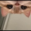 AniMaLs 12