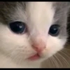 Kucing berbagai Rasa 14