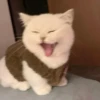 Meow 10