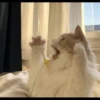 Meow 11
