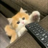 Meow 13