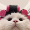 Meow 14