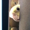 AniMaLs 14