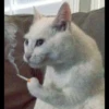 kucing gemoy 14