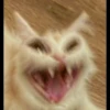 kucing gemoy 15
