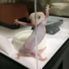 AniMaLs 15