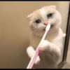 kucing gemoy 16
