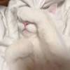 Meow 15