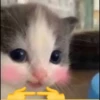 Kucing berbagai Rasa 16