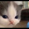 Kucing berbagai Rasa 17