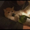 Meow 16