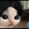 Kucing berbagai Rasa 18