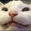 kucing gemoy 18