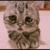 AniMaLs 17