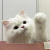Meow 17