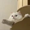 Meow 18