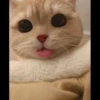 kucing gemoy 19