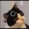 kucing gemoy 20
