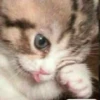 kucing gemoy 21