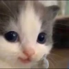 Kucing berbagai Rasa 19