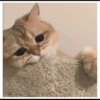 kucing gemoy 22