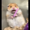 AniMaLs 21