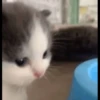 Kucing berbagai Rasa 20