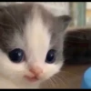 Kucing berbagai Rasa 21