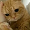 kucing gemoy 23