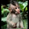 AniMaLs 22