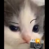 Kucing berbagai Rasa 22