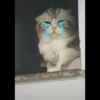 kucing gemoy 24