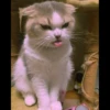 kucing gemoy 25