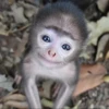 AniMaLs 23