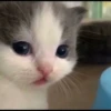 Kucing berbagai Rasa 23