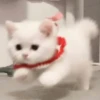Meow 20