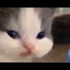 Kucing berbagai Rasa 24